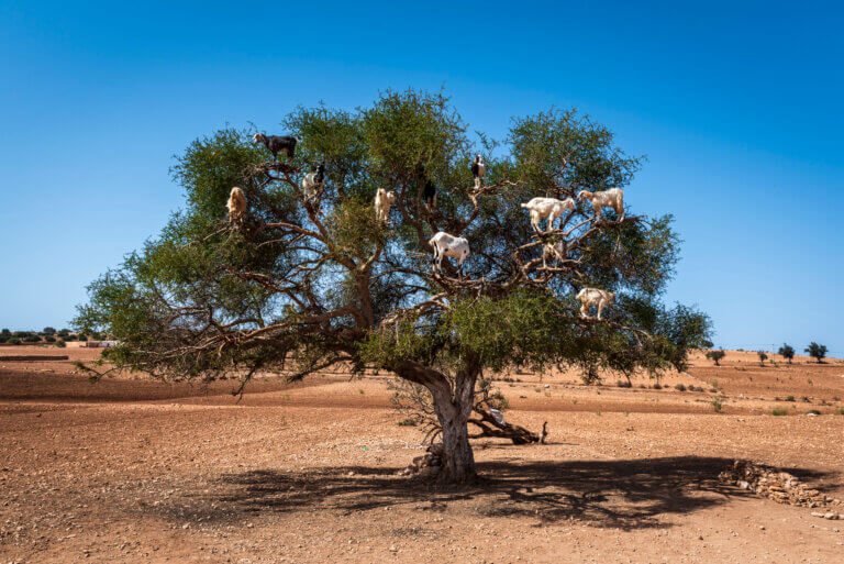Les secrets de l'huile d'argan : de l'arbre à votre table